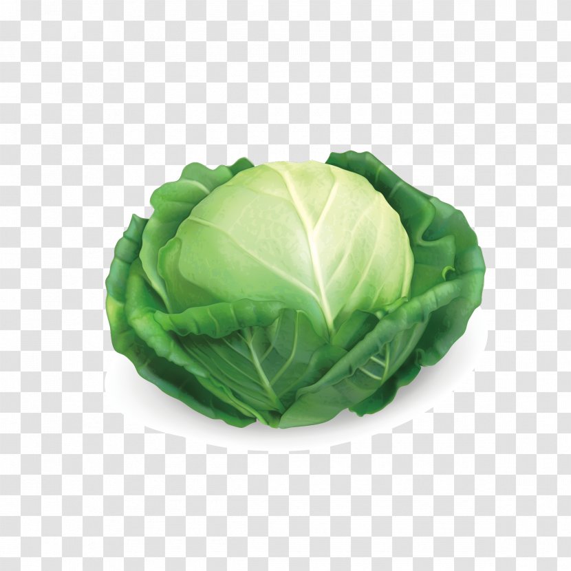 Red Cabbage Savoy Chinese - Green - Vector Transparent PNG