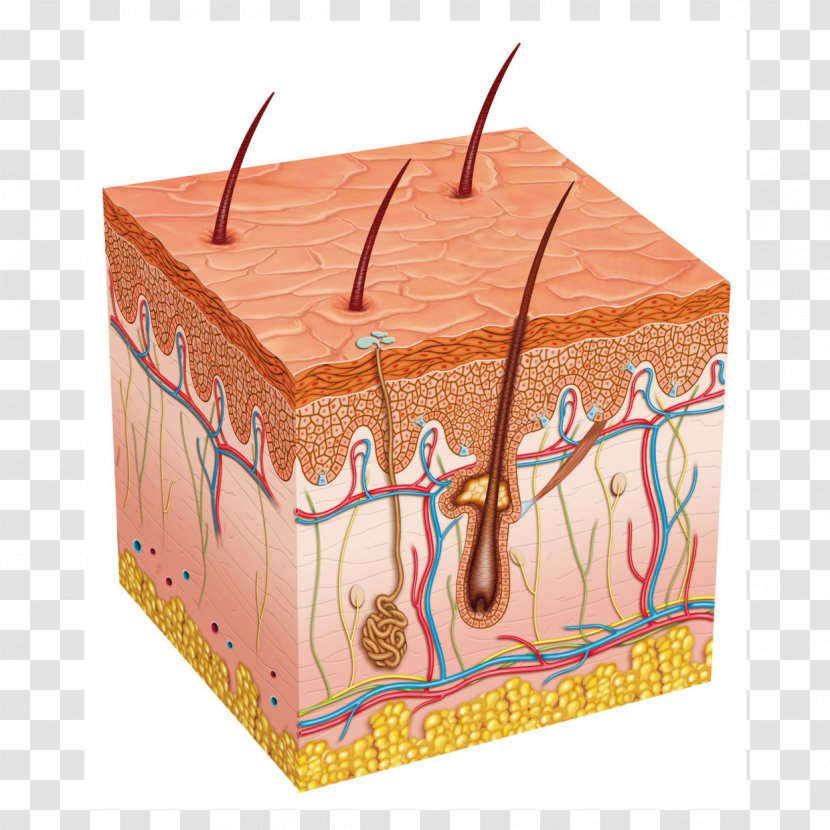 Human Skin Subcutaneous Tissue Biology Integumentary System - Tree - Sebaceous Gland Transparent PNG