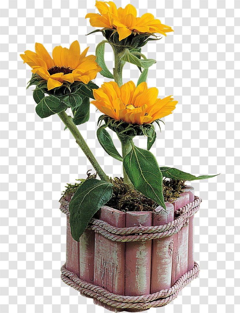 Floral Design Common Sunflower Clip Art - Plant - Flower Transparent PNG