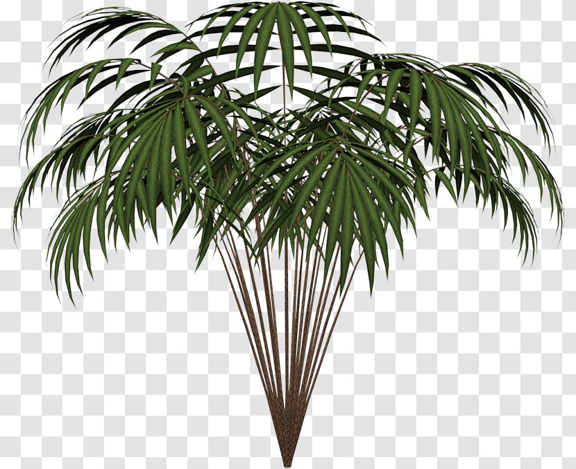 Palm Trees Leaf Clip Art Areca Plants - Plant Transparent PNG