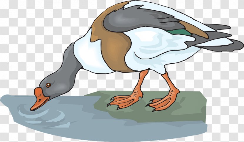 Clip Art Duck Openclipart Mallard Vector Graphics - Drinking Transparent PNG