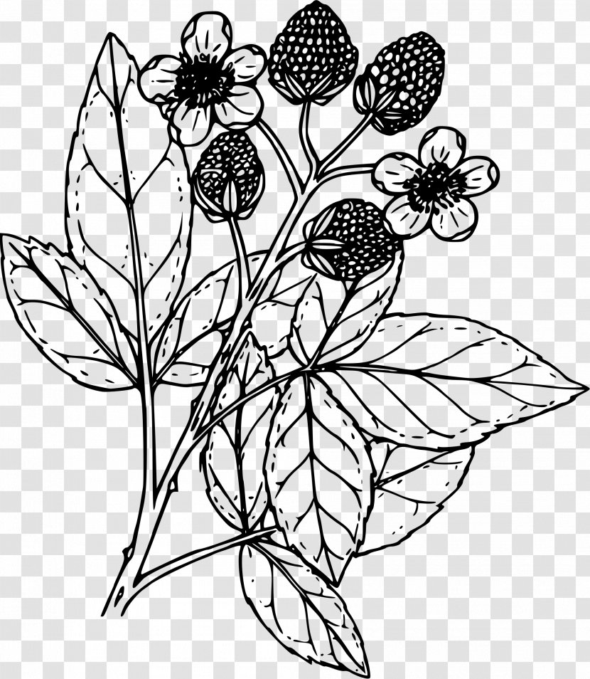 Coloring Book Drawing Blackberry Clip Art - Tree - Raspberries Transparent PNG