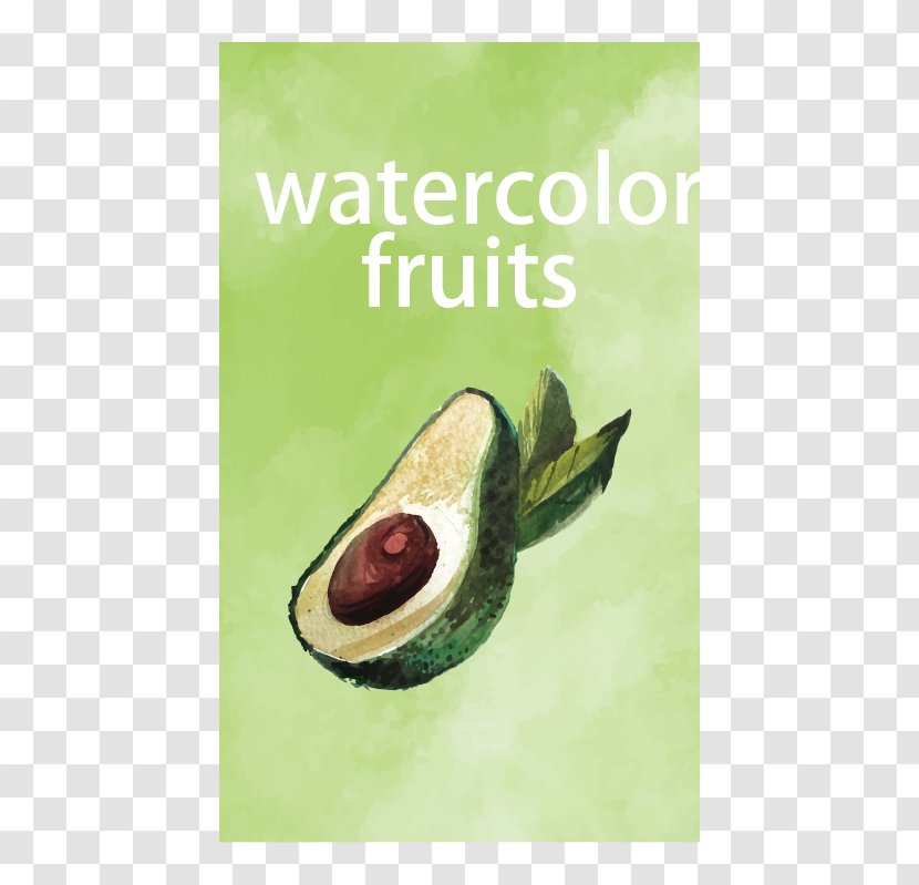 Avocado Fruit - Photography Transparent PNG