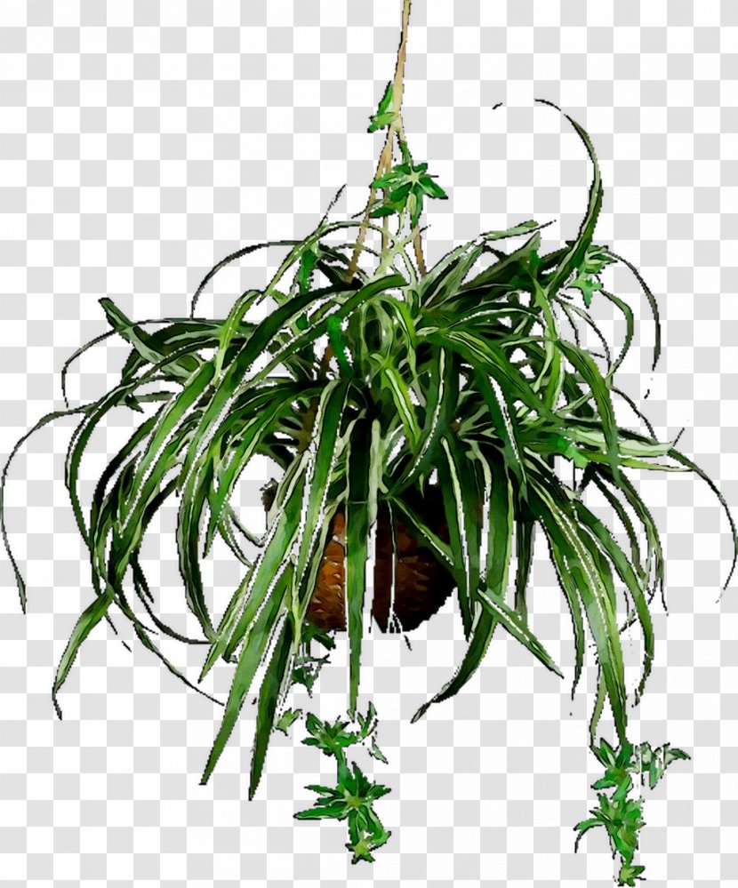 Nearly Natural Spider Plant Hanging Basket Chlorophytum Comosum Plants Natural, Inc. - Herb Transparent PNG