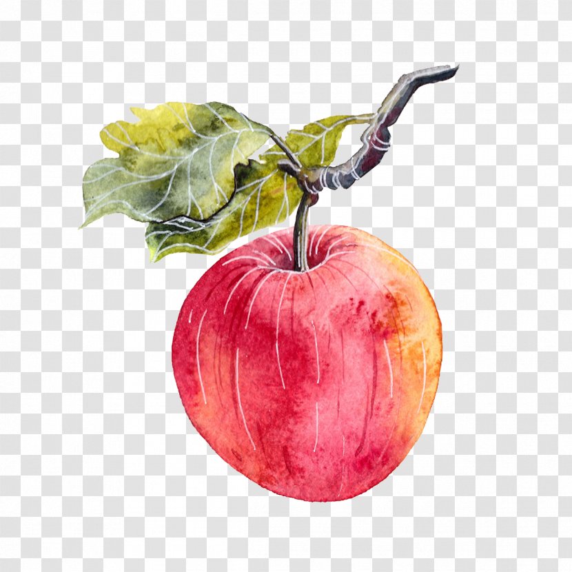Apple Watercolor Painting Illustrator - Food - Hanging In The Branches Of Transparent PNG