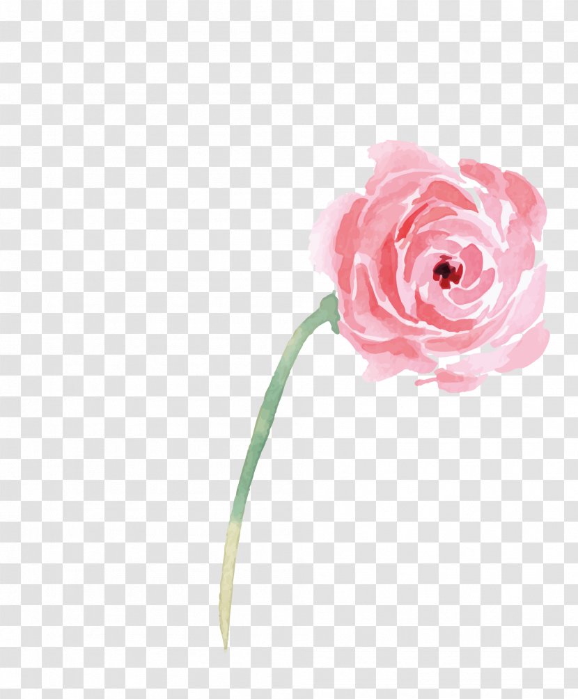 Garden Roses Beach Rose Illustration - Watercolor Flowers Transparent PNG