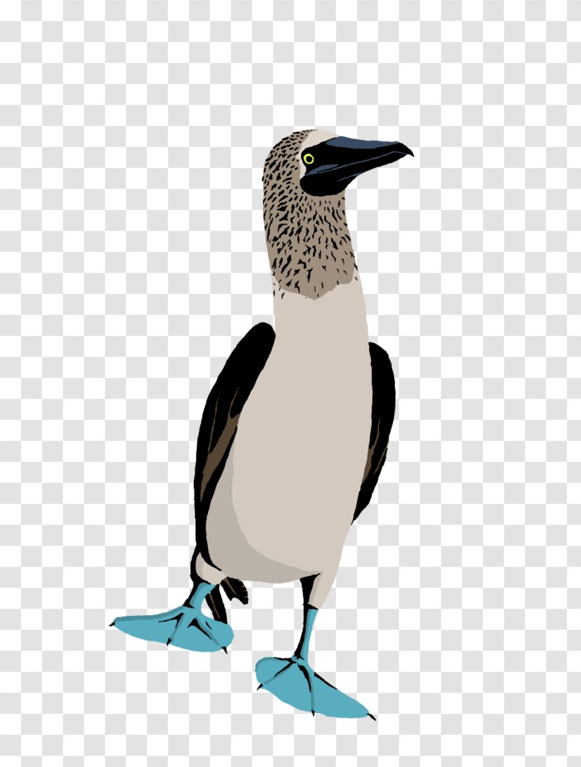 Blue-footed Booby Bird Drawing Red-footed Penguin - Redfooted - Blau Footed Boobie Transparent PNG