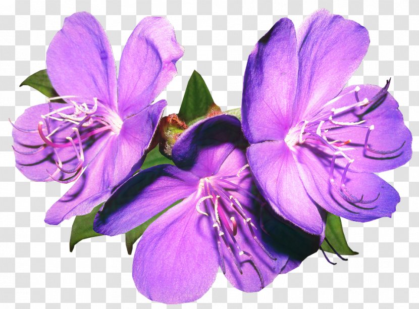 Pink Flower Cartoon - Blue - Wildflower Melastome Family Transparent PNG