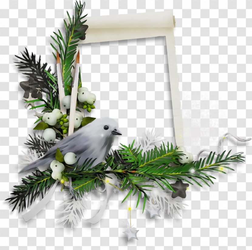 Feather - Christmas Border - Twig Pine Family Transparent PNG