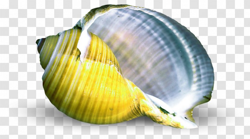 Cockle Seashell Conchology Mollusc Shell - Clams Oysters Mussels And Scallops Transparent PNG