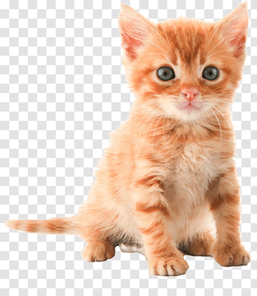 Kitten Cat Desktop Wallpaper - Paw Transparent PNG