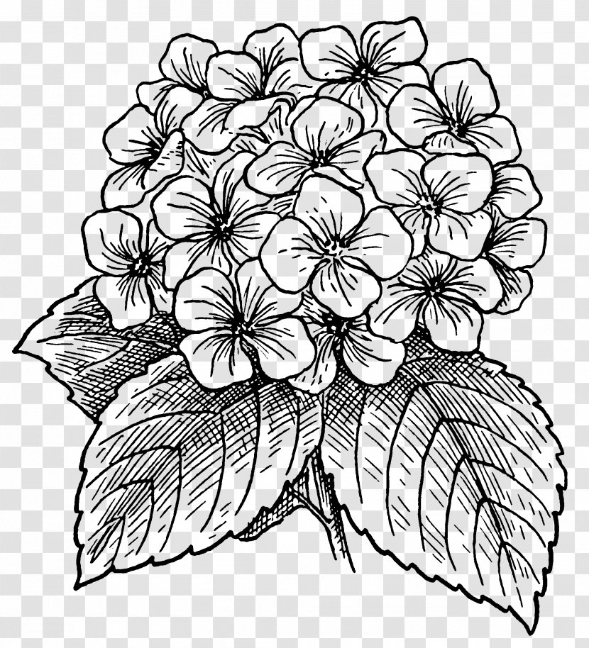 Drawing Flower Watercolor Painting - Black And White Transparent PNG