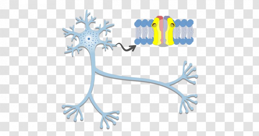 Axon Hillock Neuron Action Potential Nervous System - Frame - Dendrite Transparent PNG
