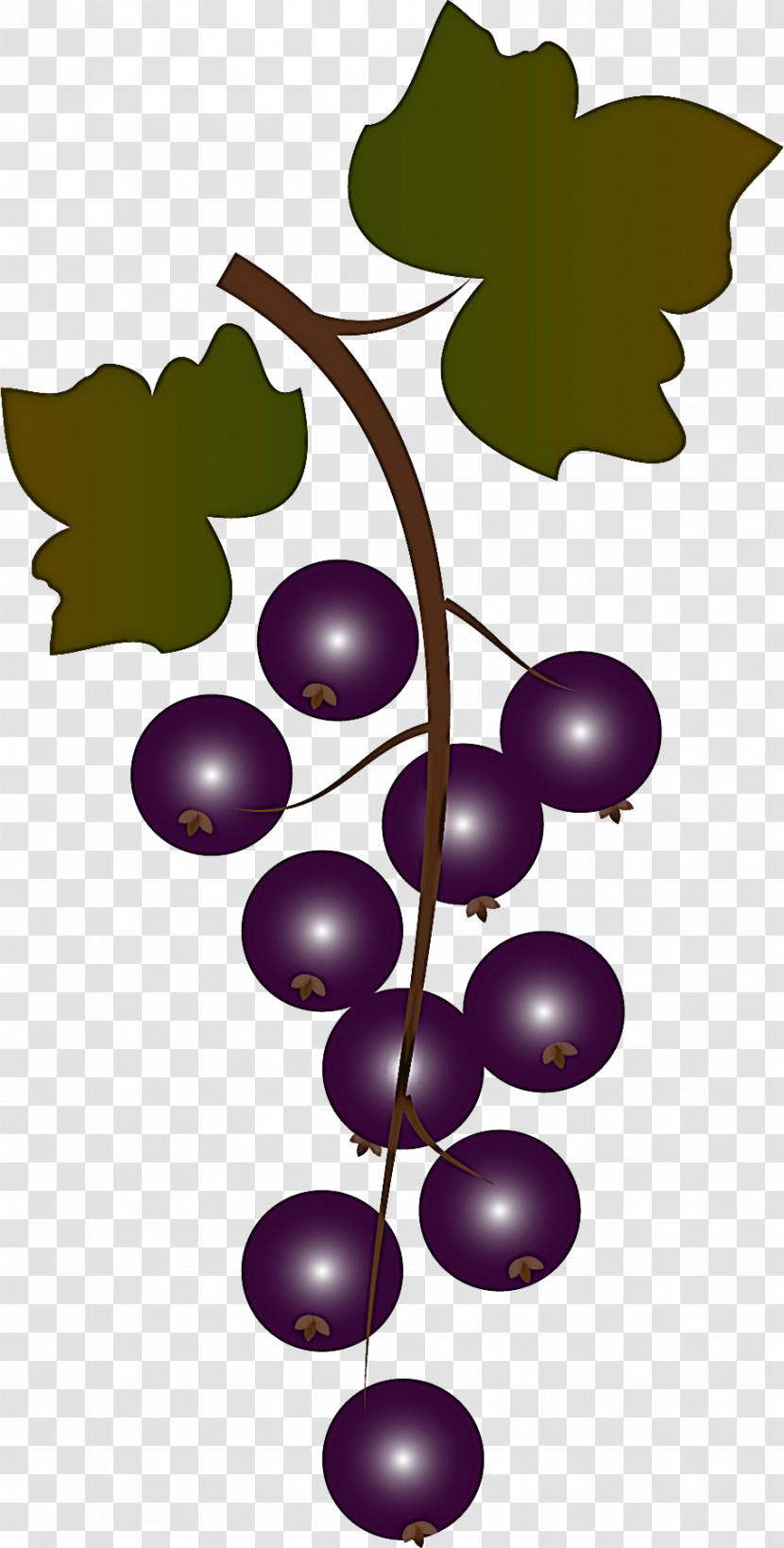 Grape Leaf Grape Leaves Grapevine Family Plant Transparent PNG