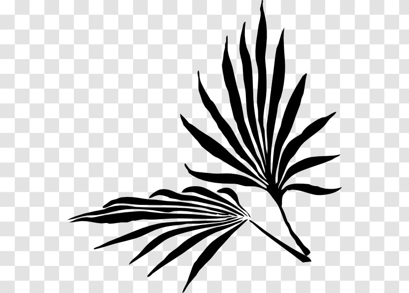 Palm Branch Leaf Trees Frond - Plant Stem - Grass Transparent PNG