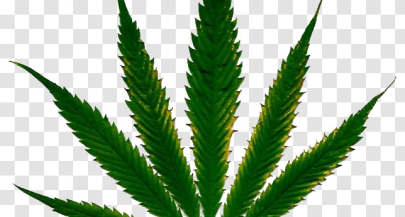 Cannabis Cultivation Hemp Nutrient Plant - Food Transparent PNG