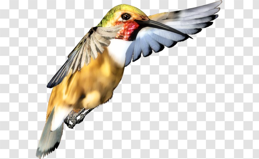 Hummingbird M Beak Finches - Bird Transparent PNG