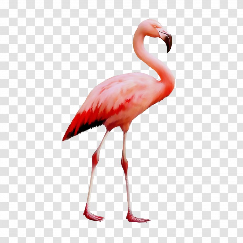 Secretarybird Flamingo Parrot Vector Graphics - Ibis - Wildlife Transparent PNG