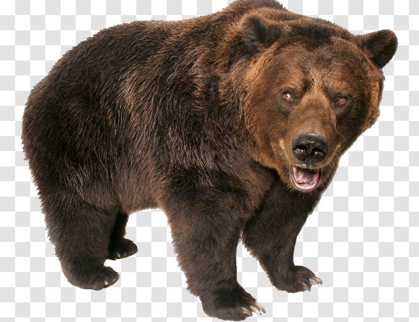 Brown Bear Grizzly Polar - Growling Transparent PNG