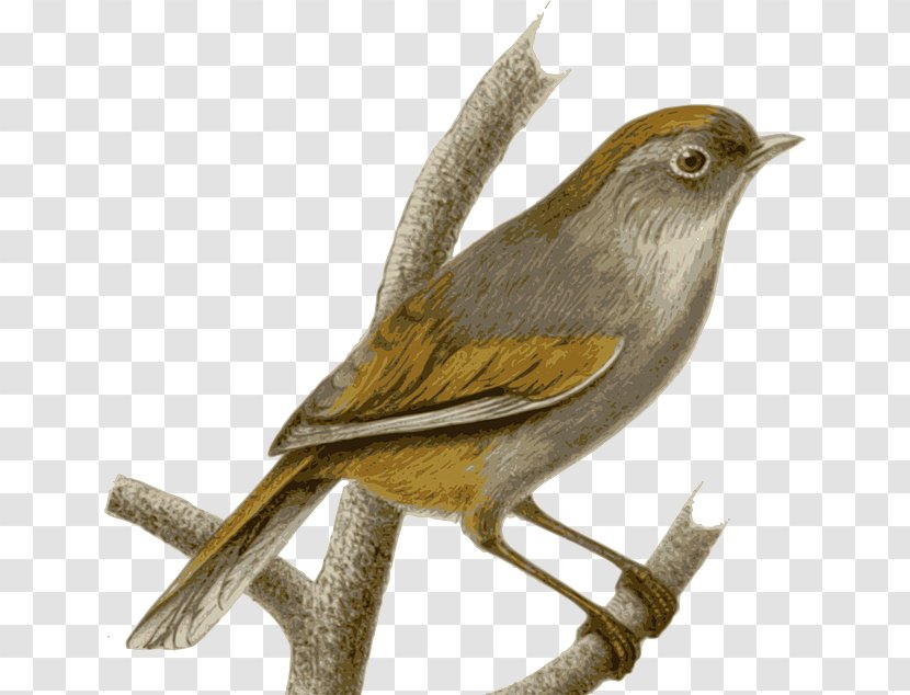 Sparrow Clip Art - Robin Transparent PNG