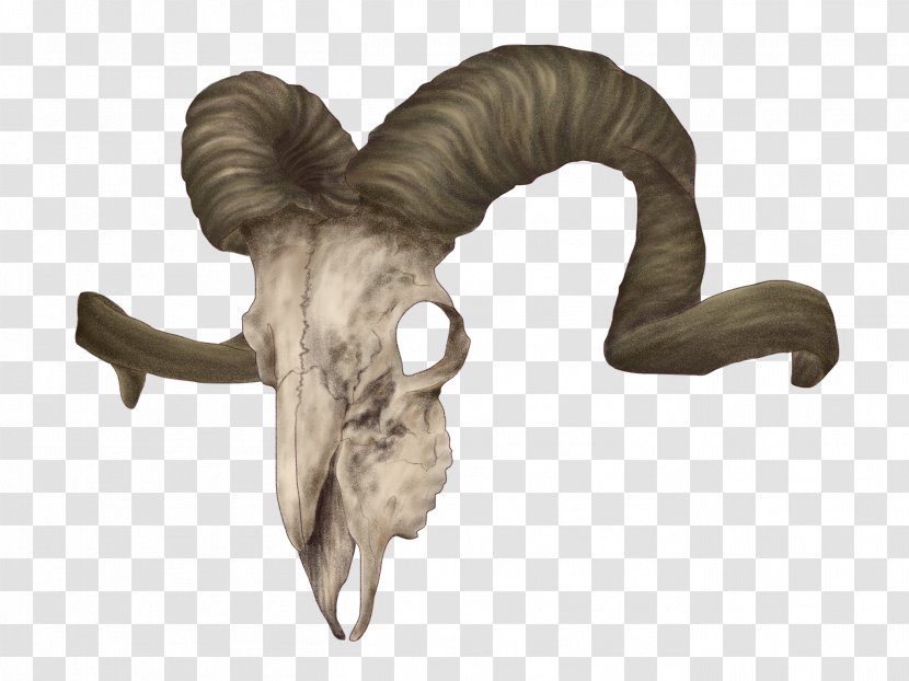 Bighorn Sheep Animal Skulls - Royaltyfree - Aries Transparent PNG