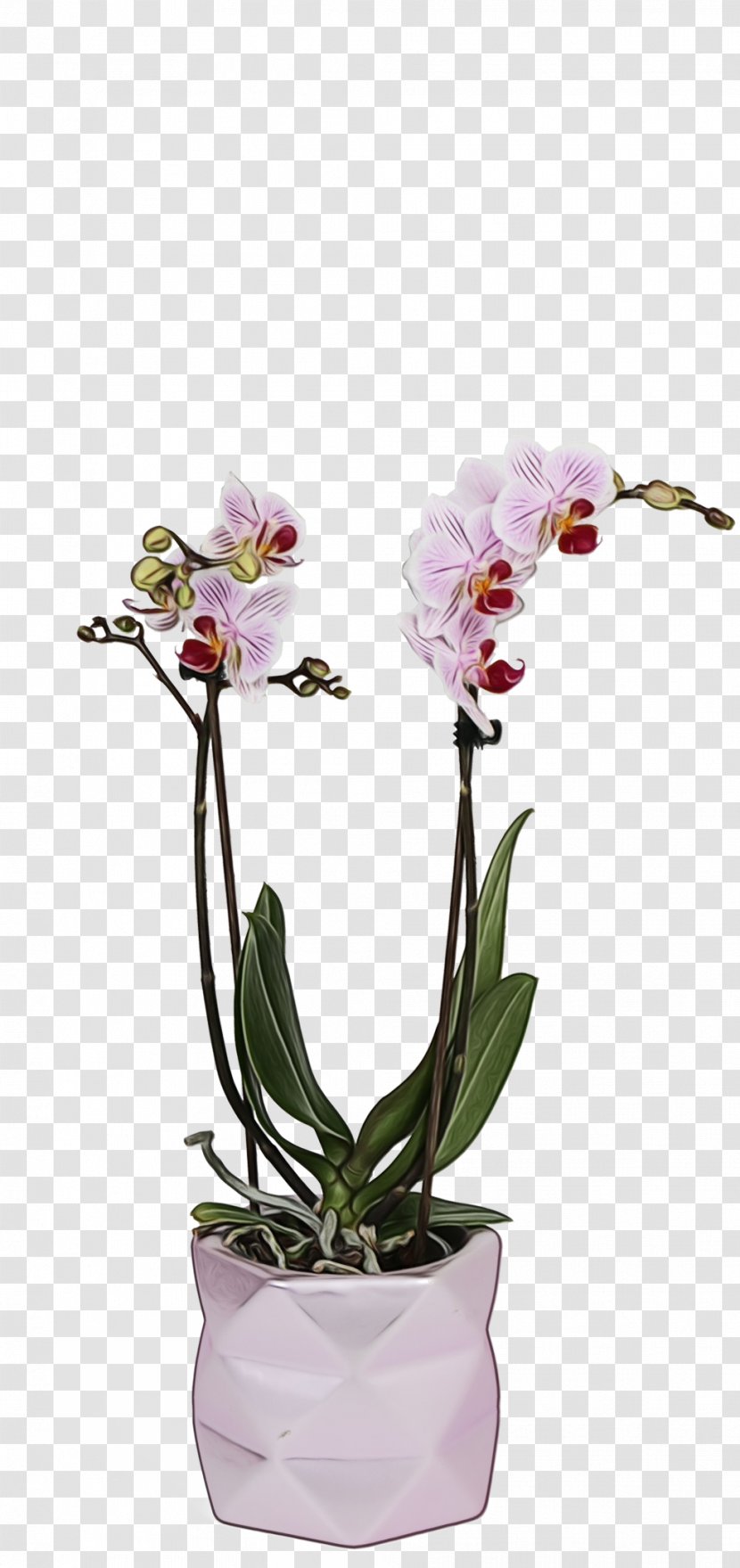 Watercolor Flower Background - Moth Orchid - Cattleya Houseplant Transparent PNG