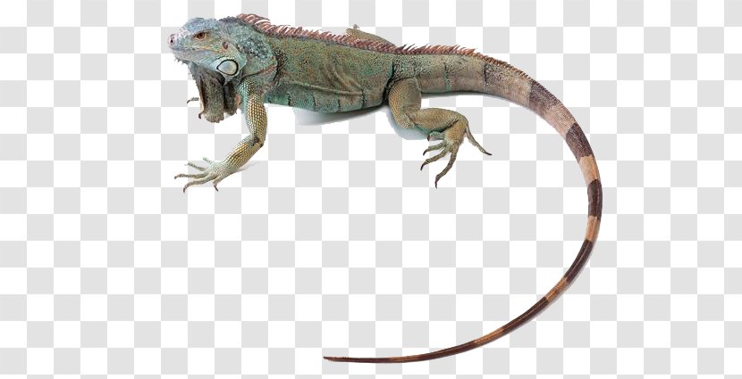 Green Iguana Lizard Reptile Chameleons Common Iguanas - Organism - Animal Transparent PNG