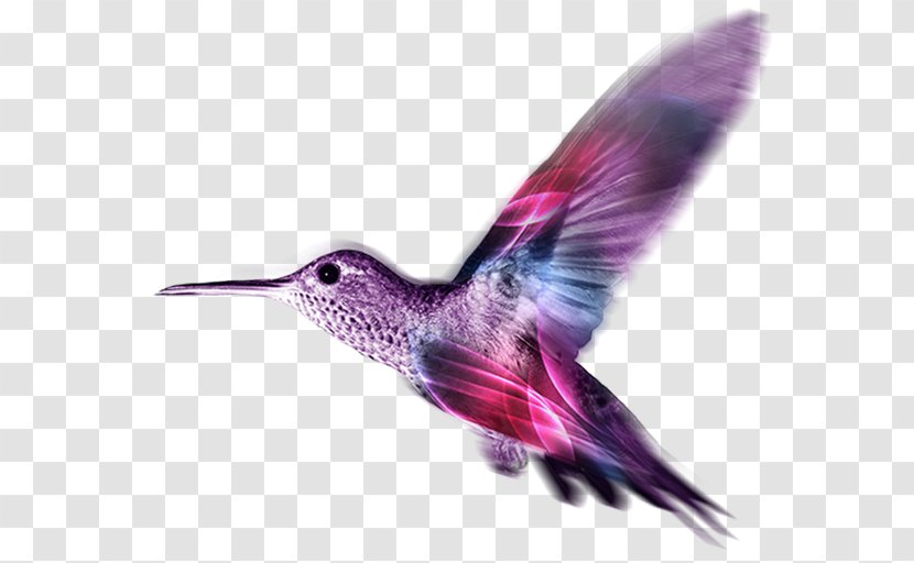 Cartoon Bird - Rufous Hummingbird - Pollinator Rubythroated Transparent PNG