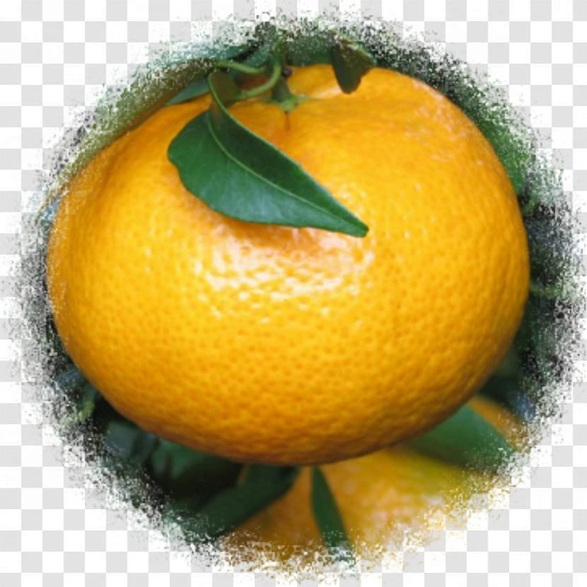 Clementine Lemon Bitter Orange Tangerine Mandarin - Aromatherapy Transparent PNG