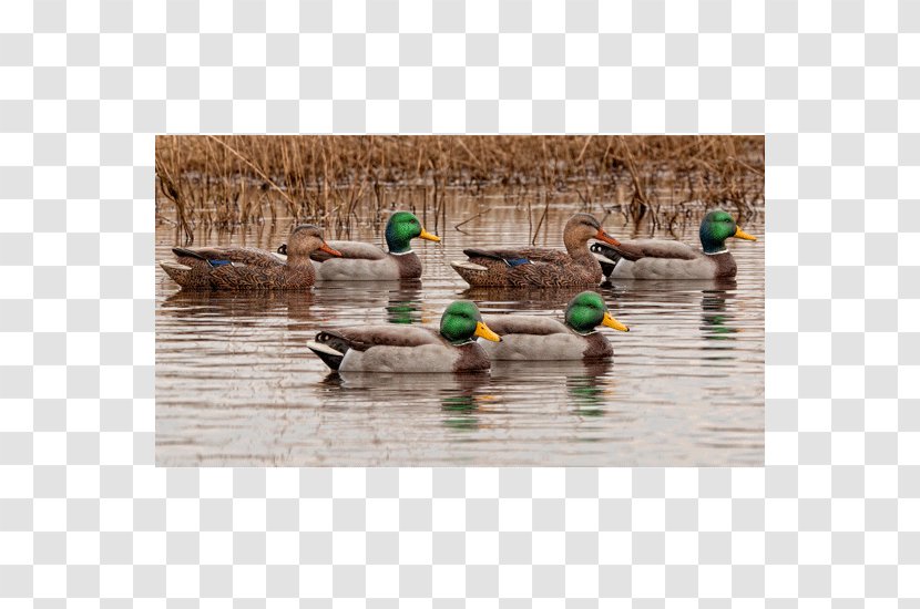 Mallard Duck Call Open Water Decoy - Price Transparent PNG