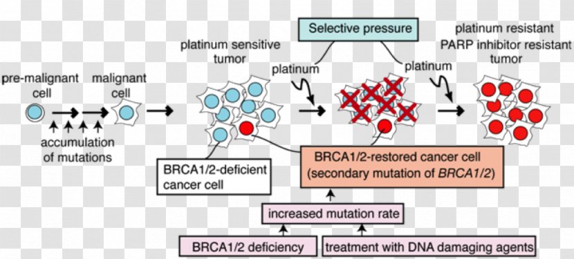 BRCA1 Cancer Cisplatin BRCA Mutation Therapy - Ovarian - Cartoon Cell Transparent PNG