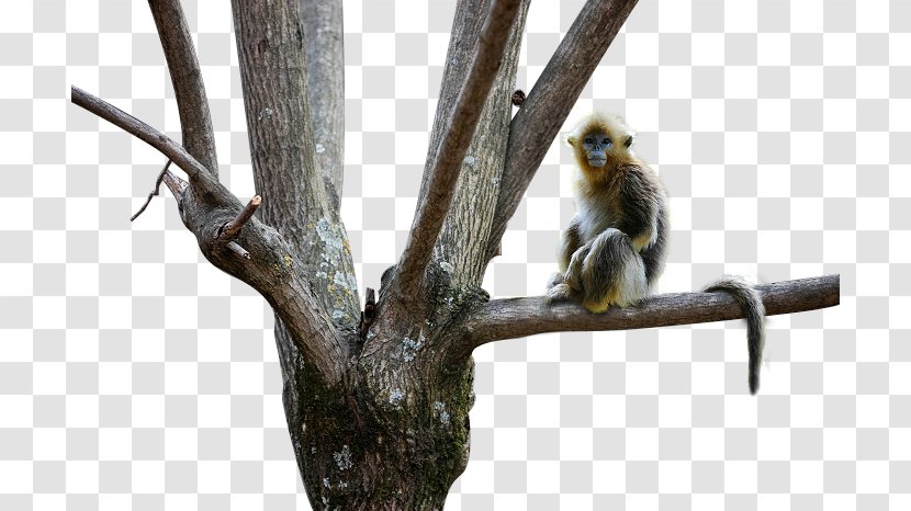Snub-nosed Monkey Golden - Animal Sauvage - Little Transparent PNG