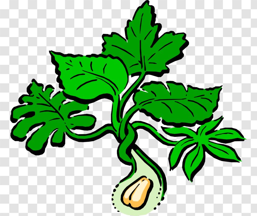 Clip Art Peanut Vector Graphics Leaf Image - Tree - 5 16 18 Acorn Nuts Transparent PNG