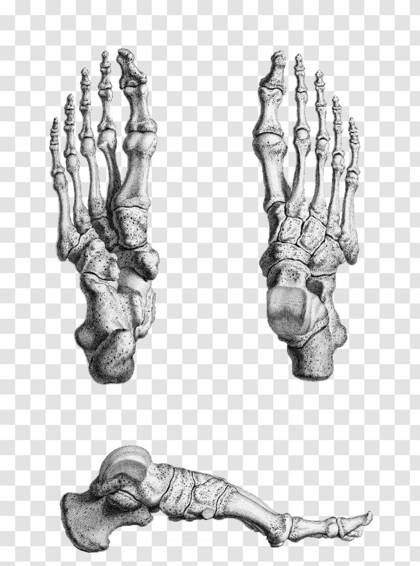 Gray's Anatomy Foot Bone Human Skeleton - Cartoon - Feet Transparent PNG