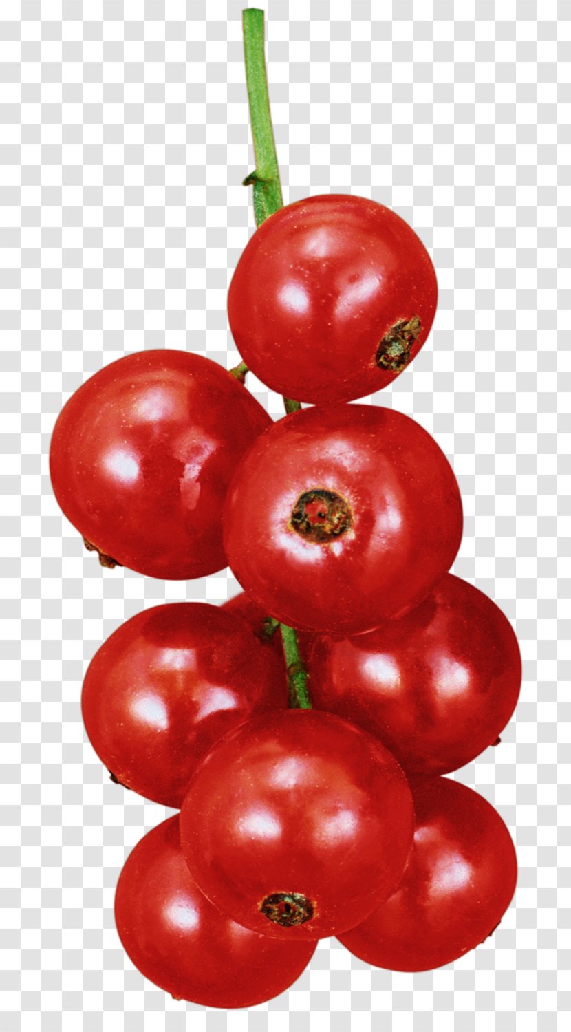 Расскажите детям о садовых ягодах Plum Tomato Currant Bush Berry - Peppers - Varenye Transparent PNG