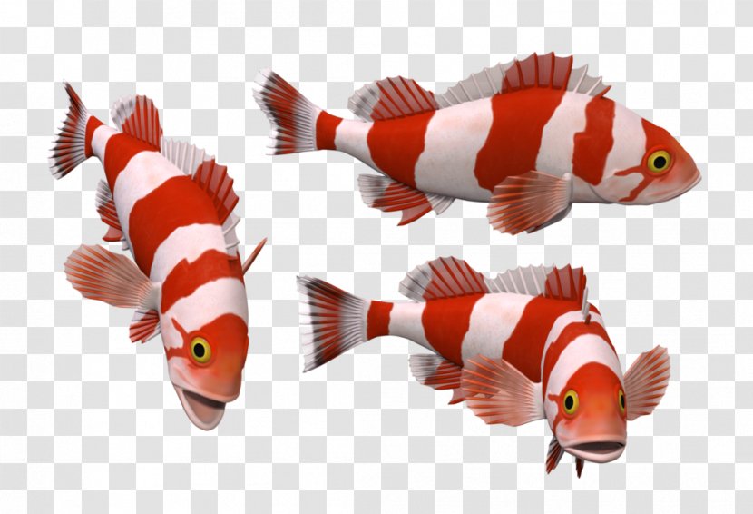 Red & White Fish Goldfish Koi Marine Biology Transparent PNG