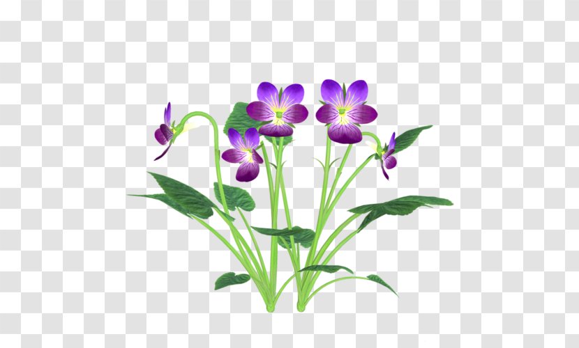 The Nutcracker, Op. 71: No.13: Waltz Of Flowers Pansy Violet - Flower Transparent PNG