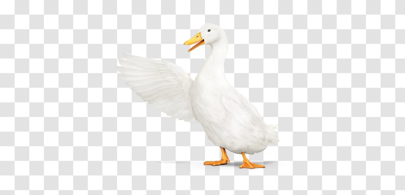 Duck Goose Fauna Feather Beak Transparent PNG