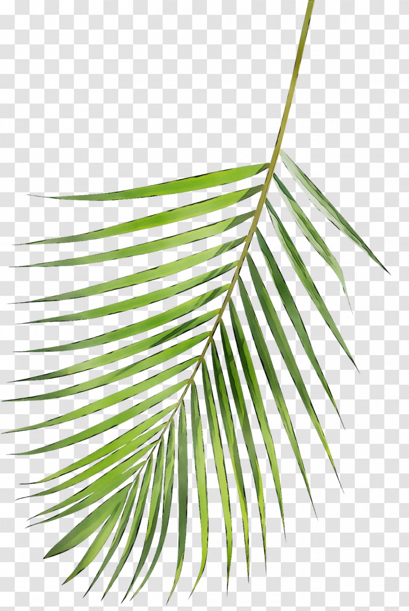 Leaf Line Angle Plant Stem Product Design - Botany Transparent PNG