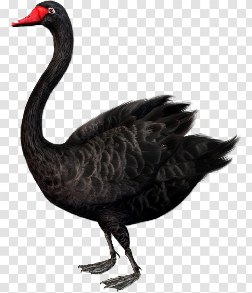 The Black Swan: Impact Of Highly Improbable Cygnini Swan Theory Clip Art - Water Bird - Goose Transparent PNG