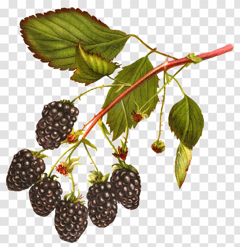 White Blackberry Fruit Clip Art - Berry - Raspberries Transparent PNG