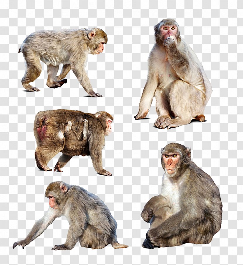Japanese Macaque Monkey Stock Photography - Shutterstock - Different Shapes Of Monkeys Transparent PNG