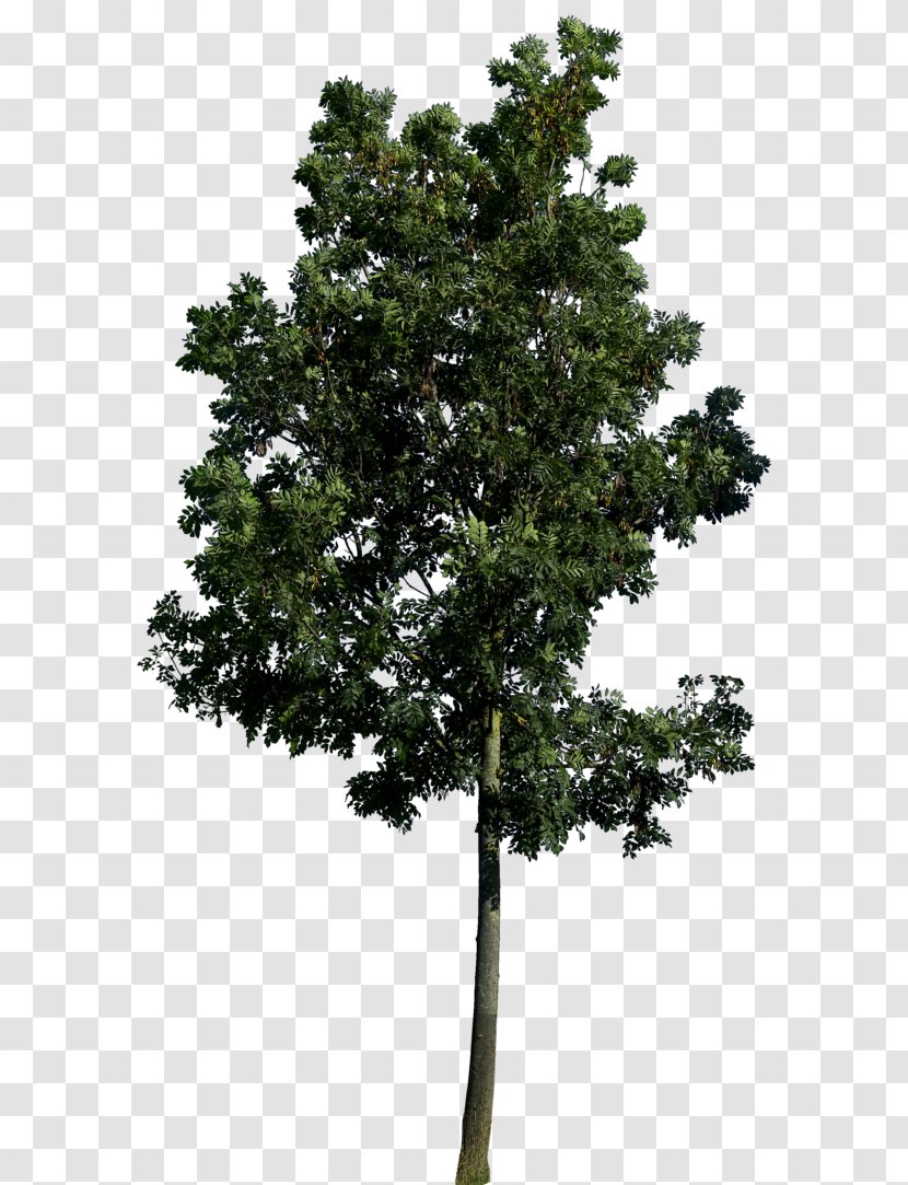 Populus Nigra Tree Landscape Architecture Landscaping - Woody Plant - Best Free Image Transparent PNG
