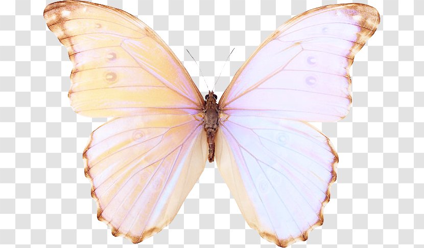 Butterfly Blog Kleurplaat Pieridae - Wing Transparent PNG
