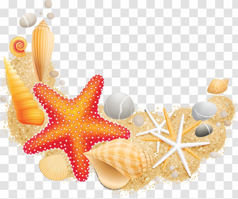 Sea Starfish Mollusc Shell Vecteur - Room - Seashell Transparent PNG