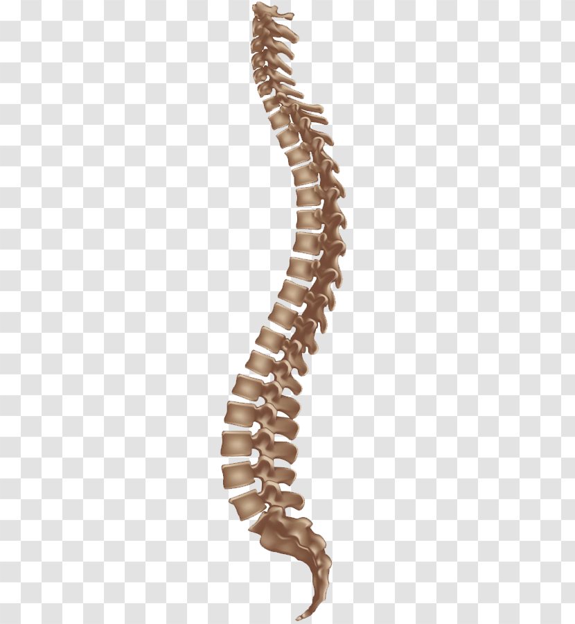 Vertebral Column Bandscheibenvorfall Herpetic Whitlow Back Pain - Vertebra - Spine Human Transparent PNG