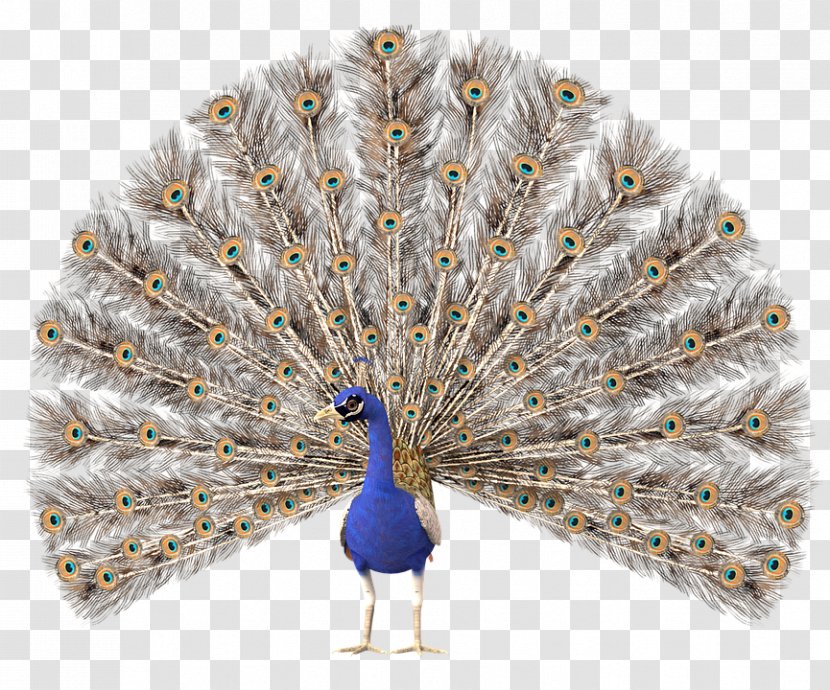 Stock.xchng Clip Art Peafowl Image - Feather - Peacock Pattern Transparent PNG