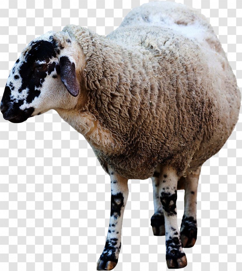 Sheep Domestic Animal Clip Art - Istock Transparent PNG