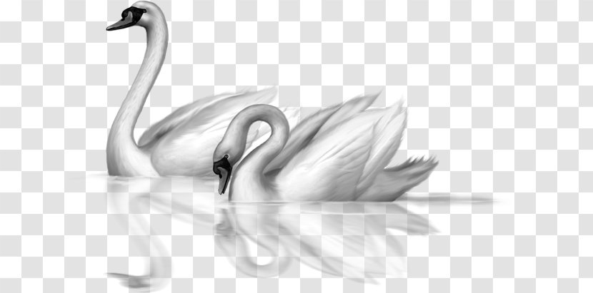 Black Swan Bird Drawing Clip Art - Line - Winter Cliparts Transparent PNG