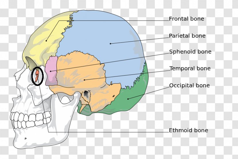 Human Skeleton Anatomy The Skeletal System Bone Skull - Heart Transparent PNG